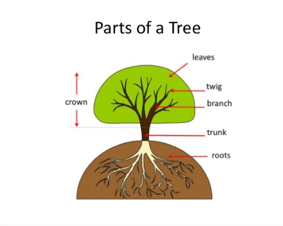 Parts Of A Tree