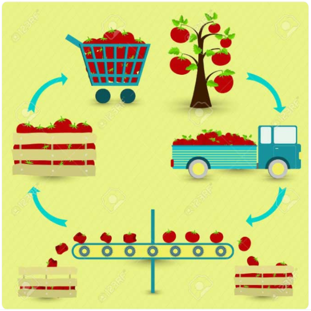 Tomato Processing Cycle